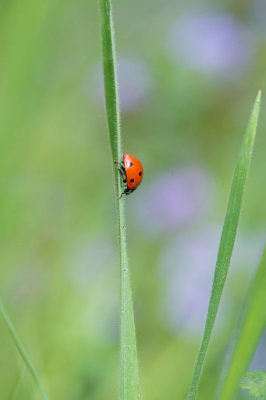 D40_8386F zevenstippelig lieveheersbeestje (Coccinella septempunctata, Seven-spot ladybird).jpg