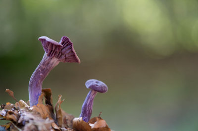 D40_6949F rodekoolzwam/amethistzwam (Laccaria amethystina, Amethyst deceiver).jpg