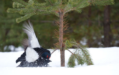 D40_0563F korhoen (Tetrao tetrix, Black Grouse).jpg