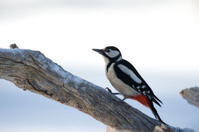 D40_2172F grote bonte specht (Dendrocopos major, Great Spotted Woodpecker).jpg
