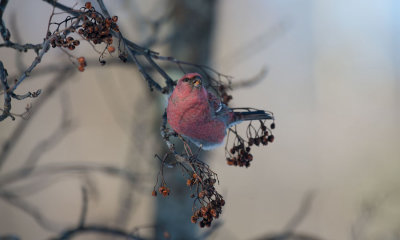 D40_3758F haakbek (Pinicola enucleator, Pine Grosbeak).jpg