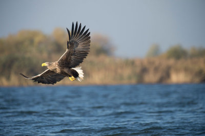 D40_0955F zeearend (Haliaeetus albicilla, White-tailed sea eagle).jpg