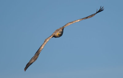 D40_0951F zeearend (Haliaeetus albicilla, White-tailed sea eagle).jpg