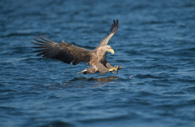 D40_1207F zeearend (Haliaeetus albicilla, White-tailed sea eagle).jpg