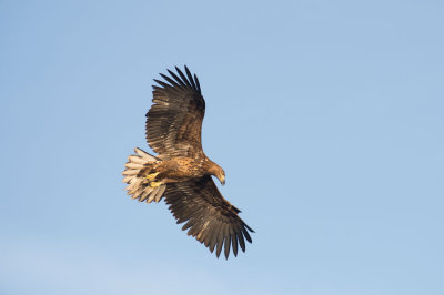 D40_9735F zeearend (Haliaeetus albicilla, White-tailed sea eagle).jpg