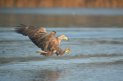 D40_9687F zeearend (Haliaeetus albicilla, White-tailed sea eagle).jpg