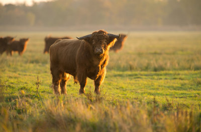 D40_0425F Schotse hooglander (Highland cattle).jpg
