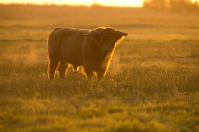 D40_0457F Schotse hooglander (Highland cattle).jpg