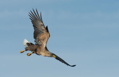 D40_0028F zeearend (Haliaeetus albicilla, White-tailed sea eagle).jpg