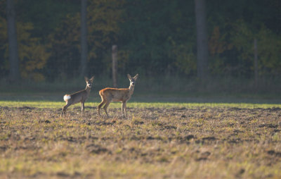 D40_1456F ree (Capreolus capreolus, Roe).jpg