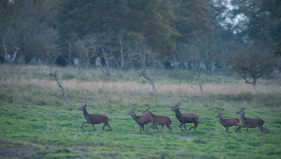 D40_1700F edelhert (Cervus elaphus, Red deer).jpg