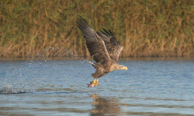 D40_9768F zeearend (Haliaeetus albicilla, White-tailed sea eagle).jpg