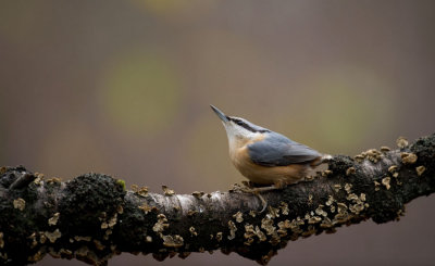 D40_2746F boomklever (Sitta europaea, Eurasian Nuthatch).jpg