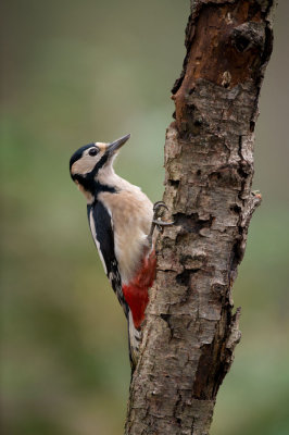 D40_2754F grote bonte specht (Dendrocopos major, Great Spotted Woodpecker).jpg