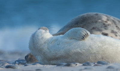 D40_4291F grijze zeehond (Halichoerus grypus, Grey Seal).jpg