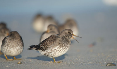 D40_3812F paarse strandloper (Calidris maritima, Purple Sandpiper).jpg