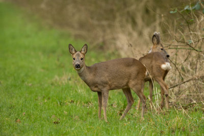 D40_6561F ree (Capreolus capreolus, Roe).jpg