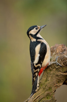 D40_8294F grote bonte specht (Dendrocopos major, Great Spotted Woodpecker).jpg