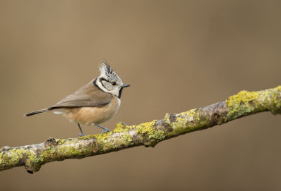 D40_8219F kuifmees (Lophophanes cristatus, European Crested Tit).jpg