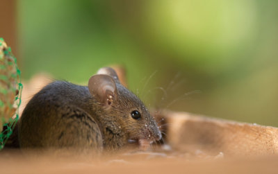 D40_6264F huismuis (Mus musculus, House mouse).jpg