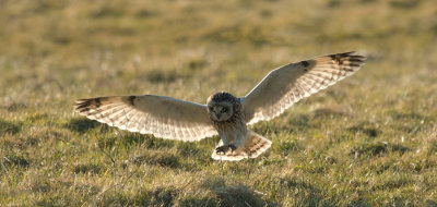 Lauwersmeer