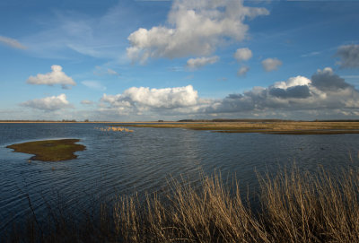 D40_2444F Lauwersmeer.jpg