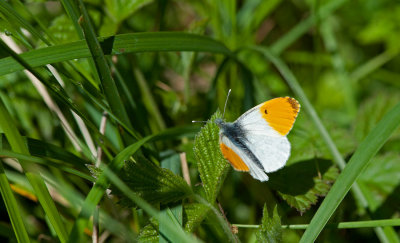 700_5167F oranjetipje (Anthocharis cardamines, Orangetip).jpg