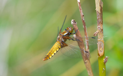 D40_9387F platbuik (Libellula depressa, broad-bodied chaser or broad-bodied darter).jpg