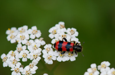 D40_4301F bijenwolf (Trichodes apiarius).jpg