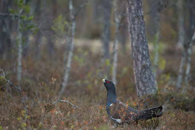 D4S_7469F auerhoen (Tetrao urogallus, Western capercaillie).jpg