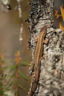 D4S_8675F levendbarende hagedis (Zootoca vivipara, Common Lizard).jpg