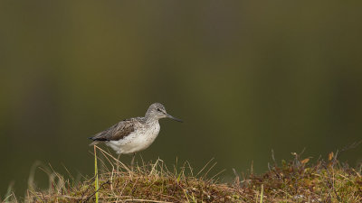 D4S_9804F groenpootruiter (Tringa nebularia, Common greenshank).jpg