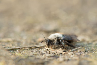 D40_3644F grijze zandbij (Andrena vaga).jpg