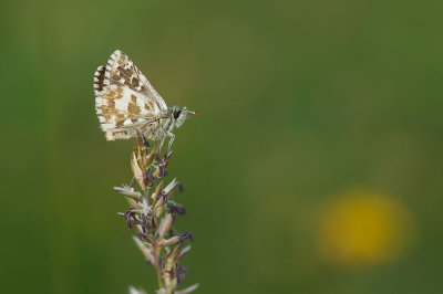 D4S_3224F groot spikkeldikkopje (Pyrgus alveus, Large grizzled skipper).jpg