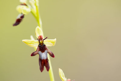 D4S_2457F vliegenorchis (Ophrys insectifera, Fly orchid).jpg