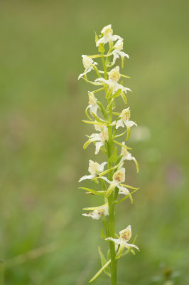 D4S_2540F bergnachtorchis (Platanthera chlorantha, Greater butterfly-orchid).jpg