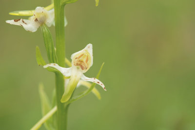 D4S_2547F bergnachtorchis (Platanthera chlorantha, Greater butterfly-orchid).jpg