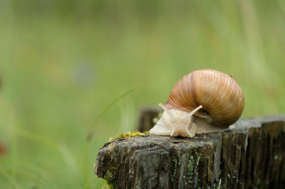 D4S_2250F wijngaardslak (Helix pomatia, Burgundy Snail).jpg