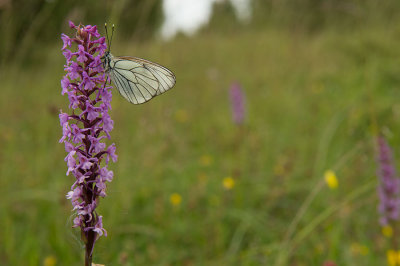 D4S_2495F groot geaderd witje (Aporia crataegi, Large veined white) op muggenorchis (Gymnadenia).jpg