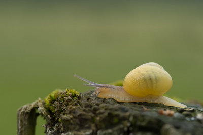 D4S_2736F witgerande tuinslak (Cepea hortensis, White-lipped snail).jpg