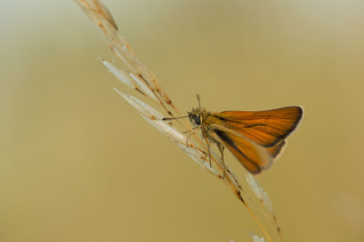 D4S_3354F zwartsprietdikkopje (Thymelicus lineola, Essex skipper).jpg