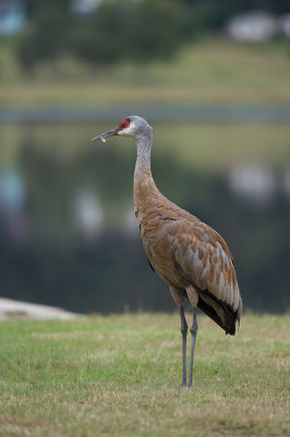 D4S_8349F Canadese kraanvogel (Grus canadensis, Sandhill crane).jpg