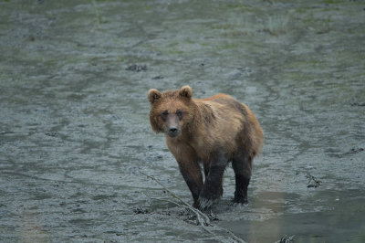 D4S_7513F grizzlybeer (Ursus arctos, Grizzly bear).jpg