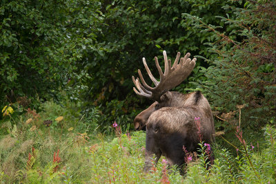 D4S_8417F eland (Alces alces, Moose).jpg