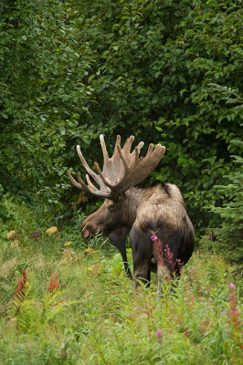D4S_8431F eland (Alces alces, Moose).jpg