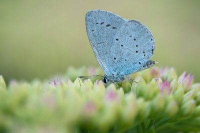 D4S_8498F boomblauwtje (Celastrina argiolus, Holy Blue) op sedum.jpg