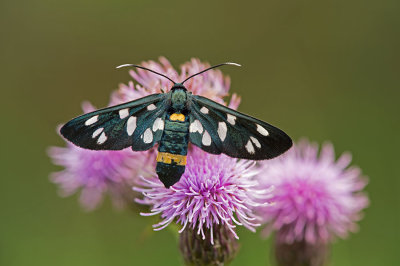 D4S_3780F phegeavlinder (Amata phegea, Nine-spotted moth).jpg