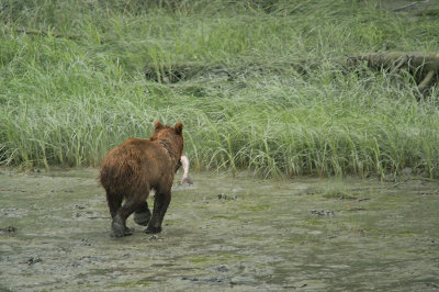 D4S_6708F grizzlybeer (Ursus arctos, Grizzly bear).jpg
