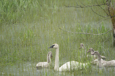 D4S_6889F trompetzwaan (Cygnus buccinator, Trumpeter swan).jpg