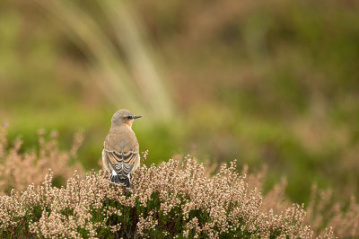 D4S_9939F tapuit (Oenanthe oenanthe, Northern Wheatear).jpg